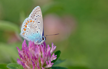 Image showing Common Blue  butterfly