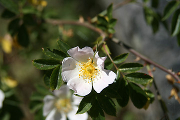 Image showing Rosehip flower