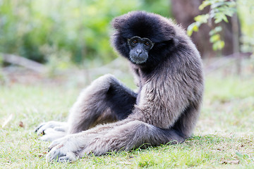 Image showing Adult white handed gibbon