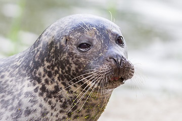 Image showing Sea lion closeup