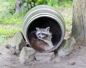 Image showing Adult racoon on a tree