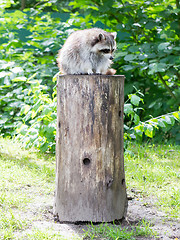 Image showing Adult racoon on a tree