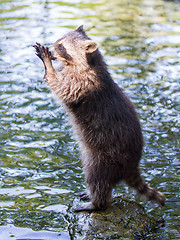 Image showing Racoon begging for food