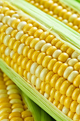 Image showing Corn close up