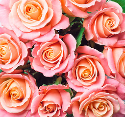 Image showing beautiful pink roses