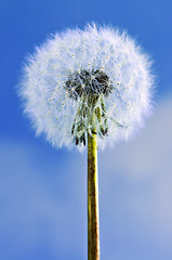 Image showing Dandelion