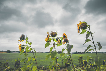 Image showing Withered sunflowers in cloudy weather