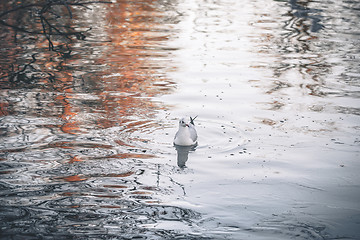 Image showing Wild bird in the cold water