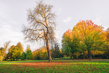 Image showing Autumn landscape with a large tree