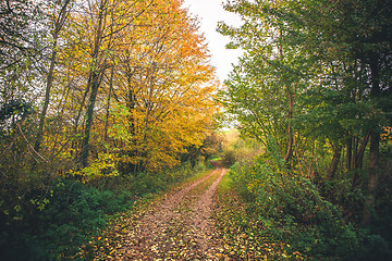 Image showing Landscape with golden trees in the fall