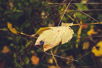 Image showing Autumn maple leaf with dew drops