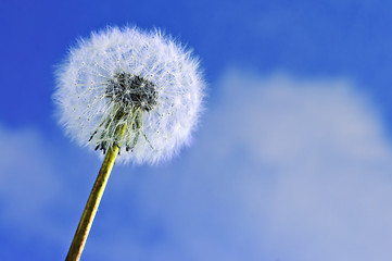 Image showing Dandelion