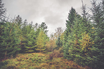 Image showing Forest with pine and birch trees