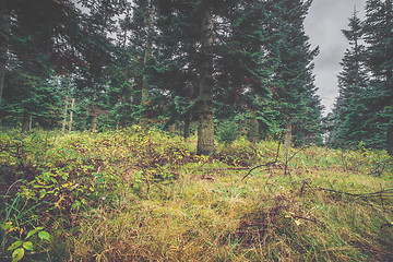 Image showing Green grass in a pine forest