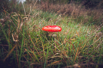 Image showing Red Amanita Muscaria fungus on a field