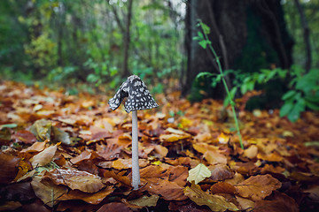 Image showing Coprinopsis picacea mushroom with a tall stalk