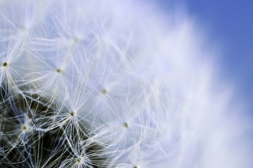 Image showing Dandelion