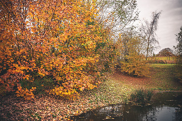 Image showing Colorful trees in autumn colors by a lake