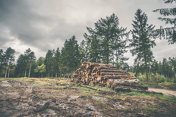 Image showing Stacked wood in a pine forest