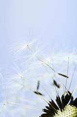 Image showing Dandelion