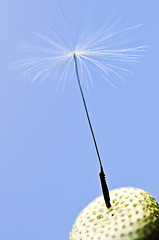 Image showing Dandelion