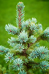 Image showing Young Spruce Shoots