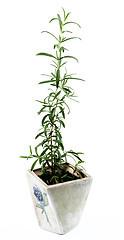 Image showing Fresh Rosemary in Pot