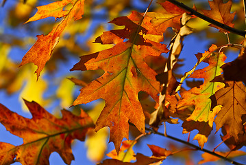 Image showing Autumn leaves