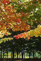 Image showing Autumn trees in fall park