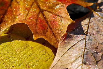 Image showing Autumn leaves macro