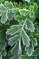 Image showing Frosty plants in late fall