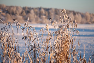 Image showing Frozen lake and reed