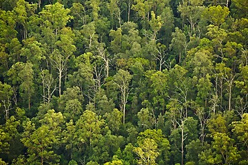 Image showing Trees in the woods