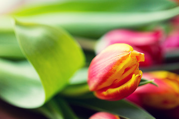 Image showing close up of tulip flowers