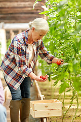 Image showing senior woman growing tomatoes at farm greenhouse