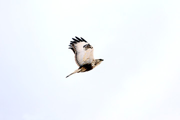 Image showing Flying Hawk Buteo lagopus 