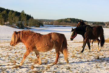 Image showing Horses on Snowy Field in Winter