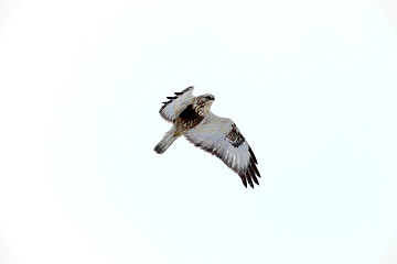 Image showing Buteo Lagopus, Rough-legged Buzzard Flying