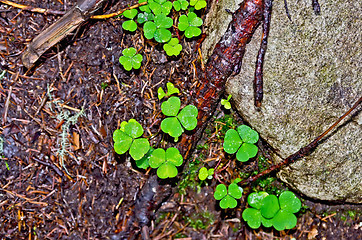 Image showing Shamrock green on the ground