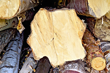 Image showing Logs birch