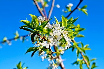 Image showing Plums flowers on branch