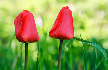 Image showing Two Red Tulips Closeup