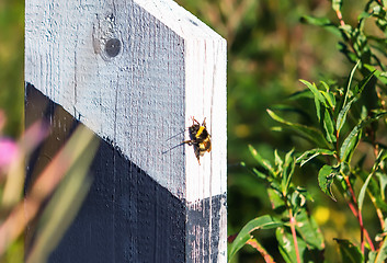 Image showing Bumblebee On Wooden Milestones