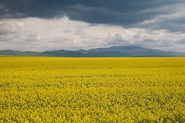 Image showing Rapeseed field landscape