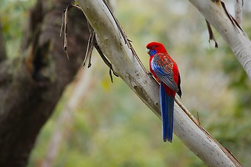 Image showing Parrot in the branches