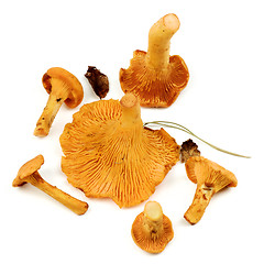 Image showing Raw Chanterelles Mushrooms