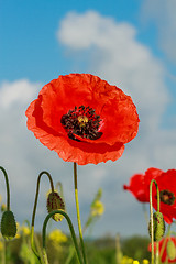 Image showing Single flower of wild red poppy on blue sky background with focus on flower