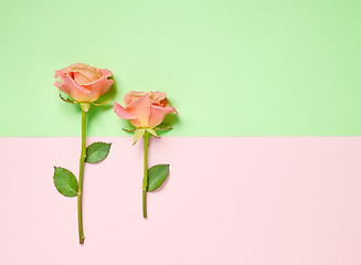 Image showing pink roses on colorful paper background