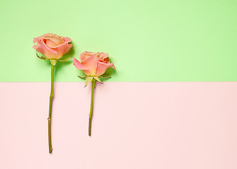 Image showing pink roses on colorful paper background