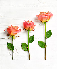 Image showing pink roses on white wood background